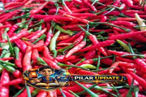 Hentikan Kebiasaan Makan Cabai Seperti Ini, Ini yang Perlu Kamu Tahu